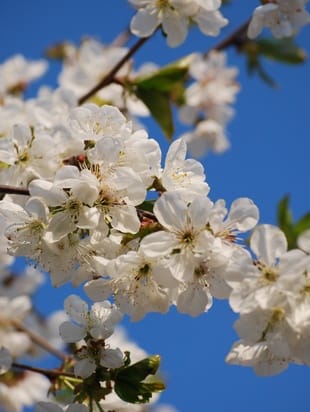 Spring
